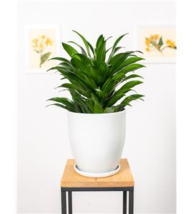 Dracena 'Compacta' | Duża