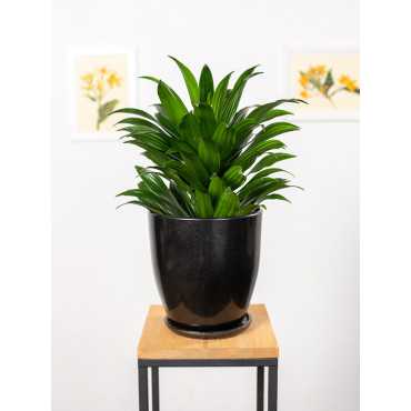 Dracena 'Compacta' | Duża