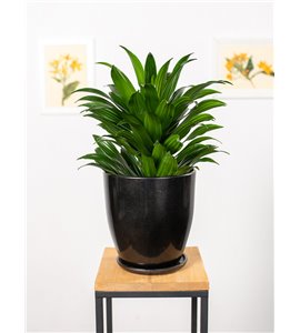 Dracena 'Compacta' | Duża