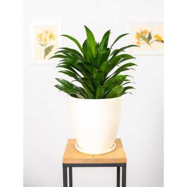 Dracena 'Compacta' | Duża