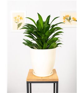 Dracena 'Compacta' | Duża