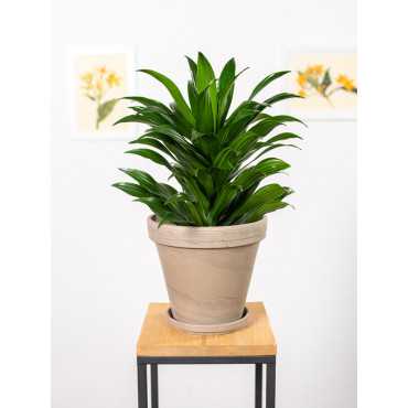 Dracena 'Compacta' | Duża