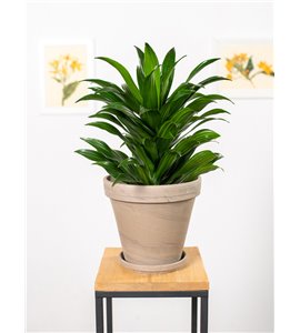 Dracena 'Compacta' | Duża