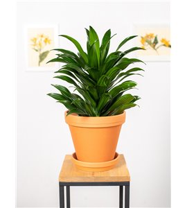 Dracena 'Compacta' | Duża