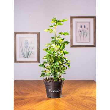 Fatsjobluszcz Lizjański