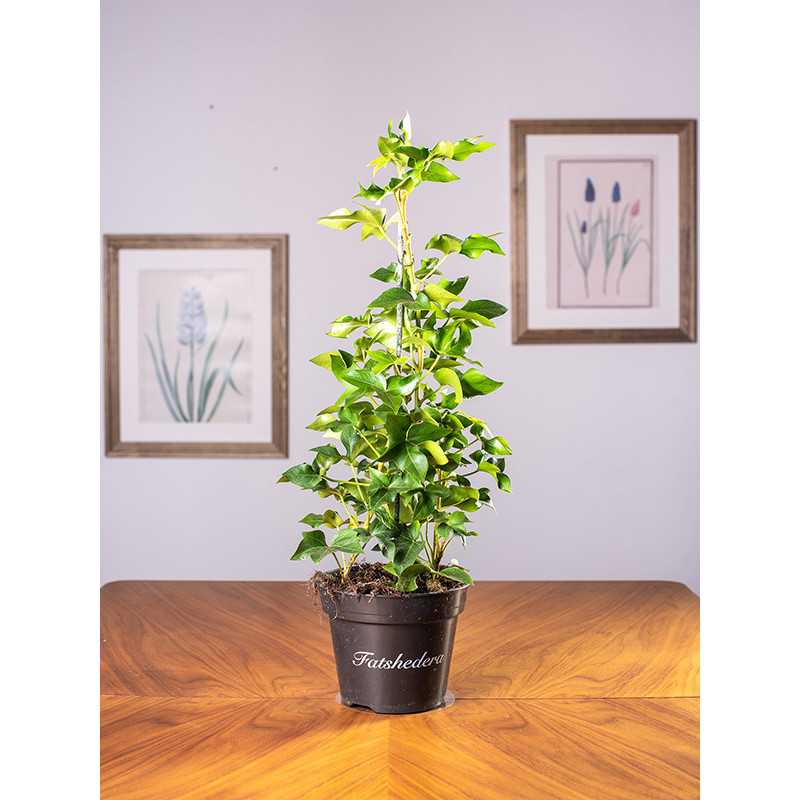 Fatsjobluszcz Lizjański