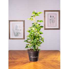 Fatsjobluszcz Lizjański