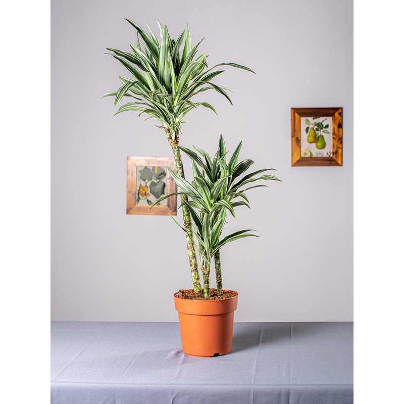 Dracena 'Warneckii' | Duża