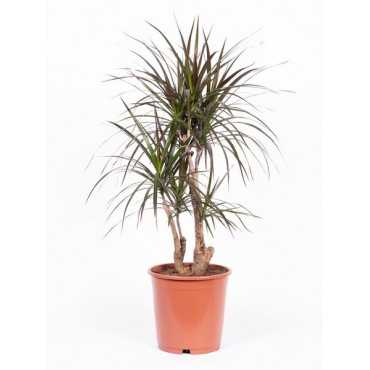 Dracena obrzeżona Branch