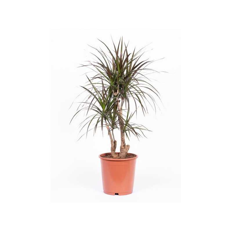 Dracena obrzeżona Branch