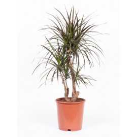 Dracena obrzeżona Branch