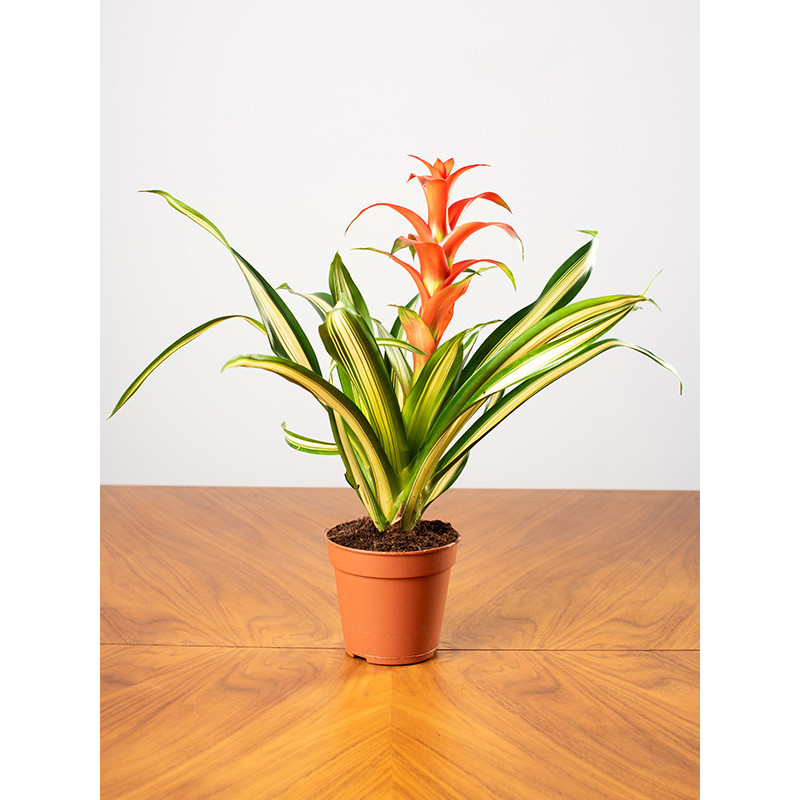 Guzmania 'Georgia'