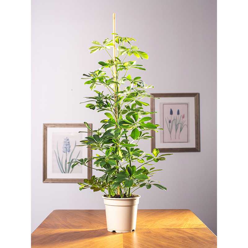 Szeflera 'Gold Capella' | Duża