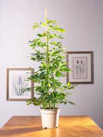 Szeflera 'Gold Capella' | Duża