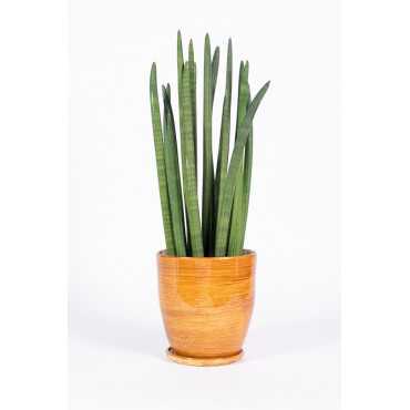 Sansewieria cylindryczna