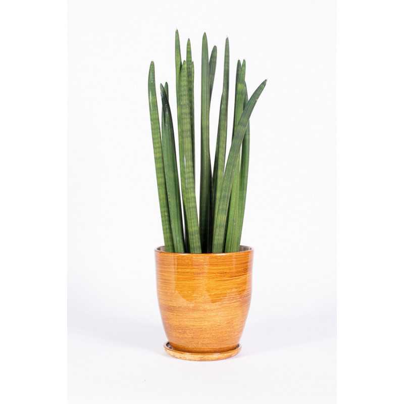 Sansewieria cylindryczna