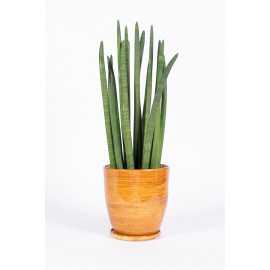 Sansewieria cylindryczna