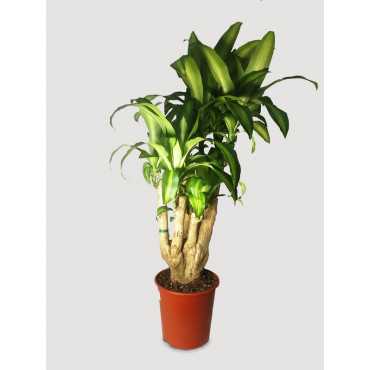 Dracena 'Massangeana' | Branch