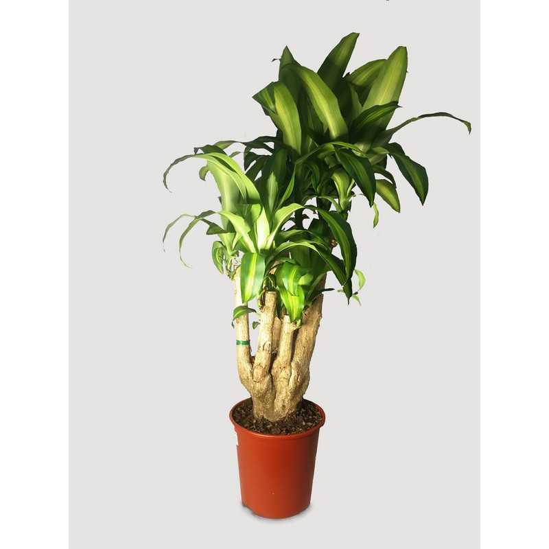 Dracena 'Massangeana' | Branch