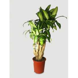 Dracena 'Massangeana' | Branch
