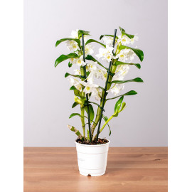 Dendrobium szlachetne | Białe