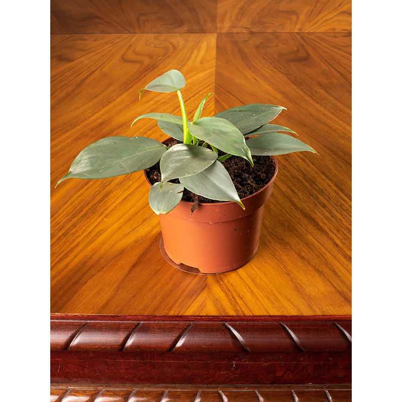 Filodendron 'Silver Queen'