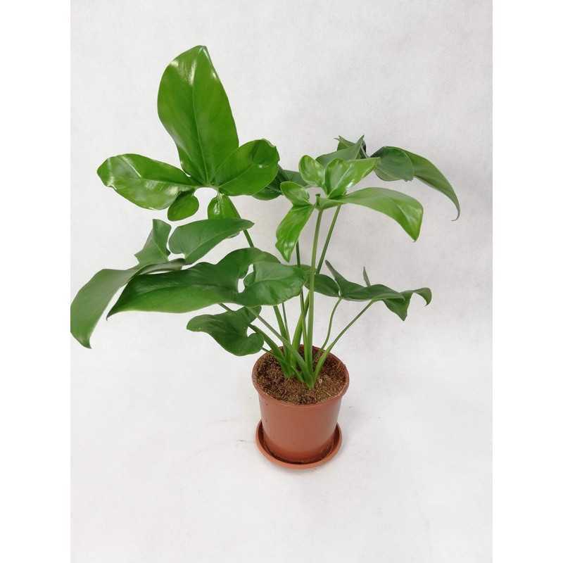 Filodendron 'Green Wonder'