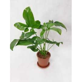 Filodendron 'Green Wonder'