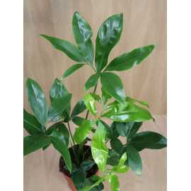 Filodendron 'Green Wonder'