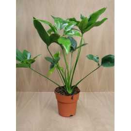 Filodendron 'Green Wonder'