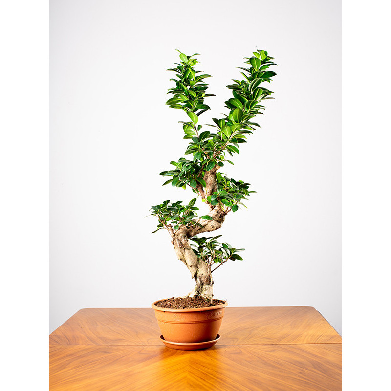 Bonsai Ficus Moyogi