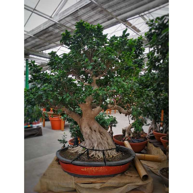 Bonsai Król Dżungli