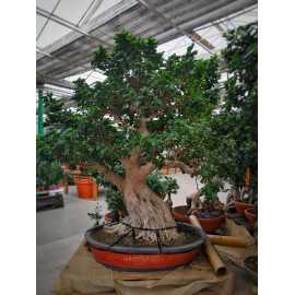 Bonsai Król Dżungli
