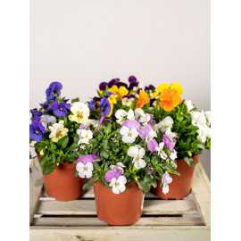 Bratek drobnokwiatowy MIX