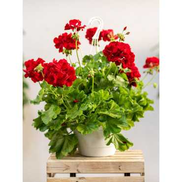 Pelargonia rabatowa | Wisząca
