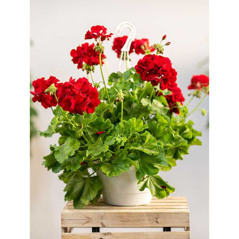 Pelargonia rabatowa | Wisząca