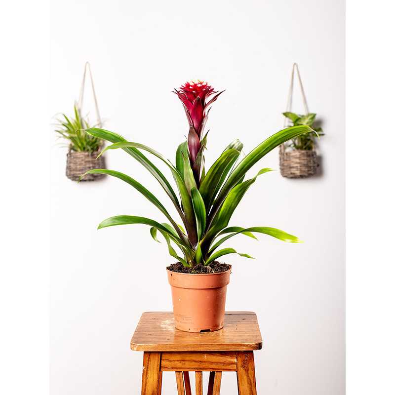 Guzmania 'Francesca'