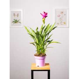 Kurkuma 'Siam Splash'