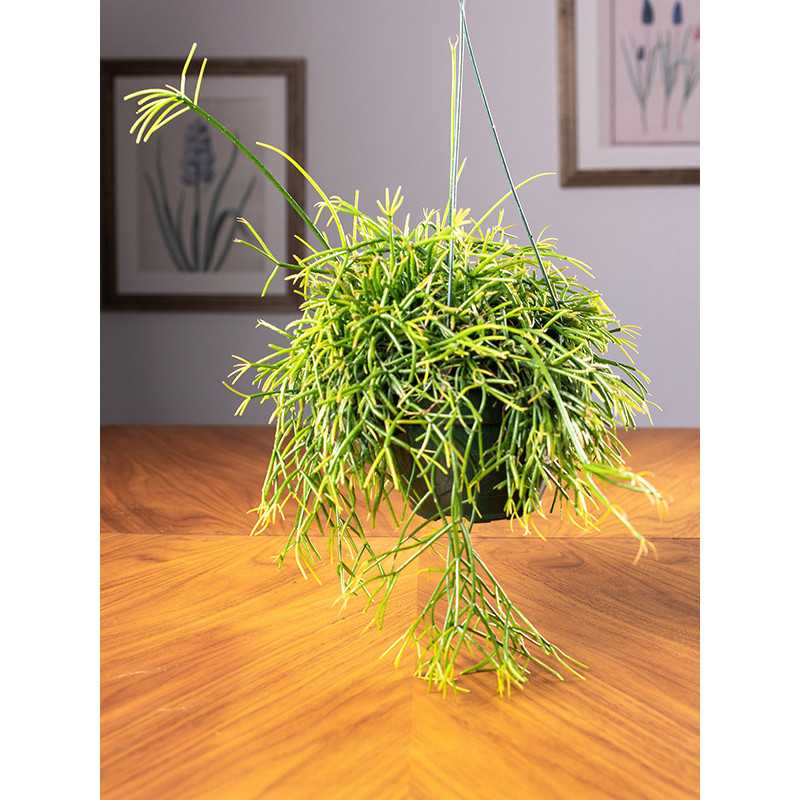 Rhipsalis 'Easy Sweety'