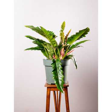 Filodendron 'Narrow Escape' | Duży