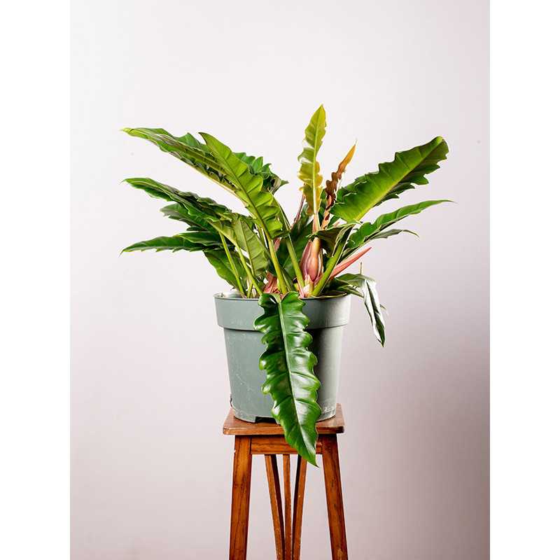 Filodendron 'Narrow Escape' | Duży