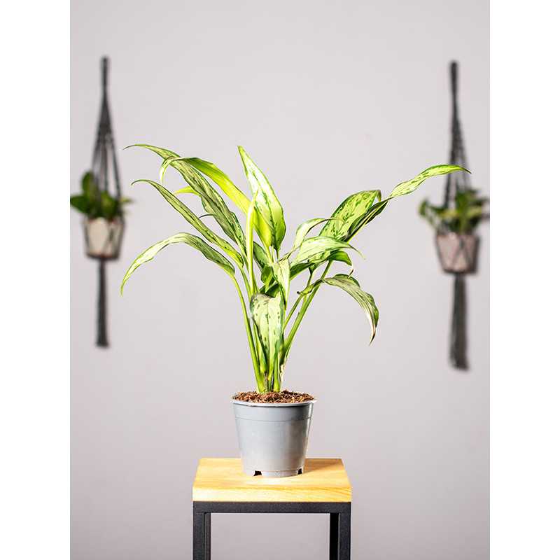 Aglaonema 'Cutlass' Aglaonema 'Cutlass'