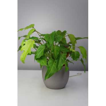 Cudnolist xanadu 'Gold' | Duży