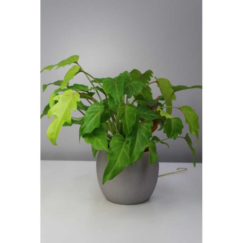 Cudnolist xanadu 'Gold' | Duży