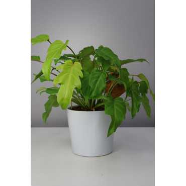 Cudnolist xanadu 'Gold' | Duży