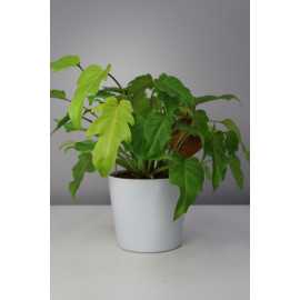 Cudnolist xanadu 'Gold' | Duży