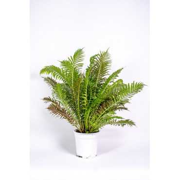 Paproć 'Silver Lady'