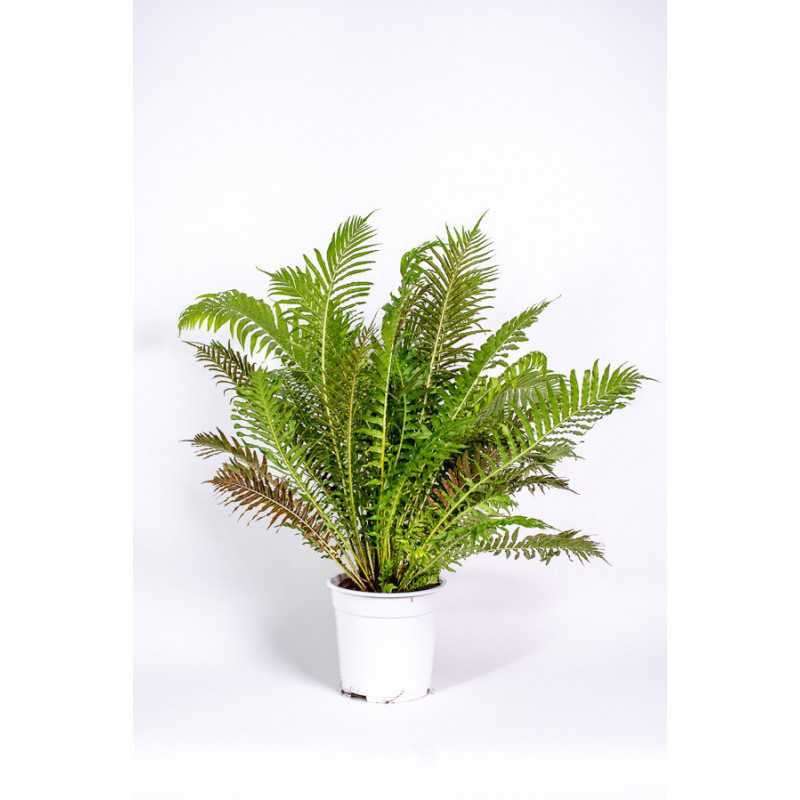 Paproć 'Silver Lady'