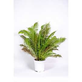 Paproć 'Silver Lady'