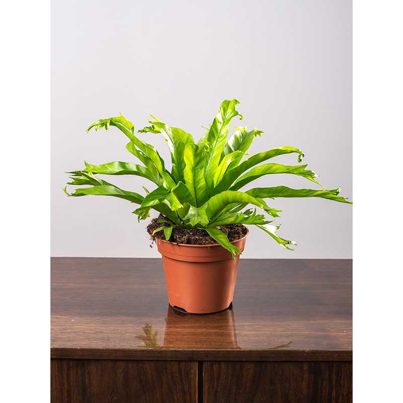 Asplenium 'Crissie'
